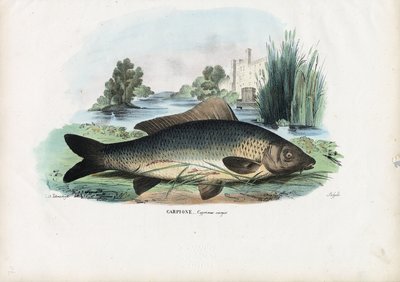 Gemeiner Karpfen, 1863-79 von Raimundo Petraroja